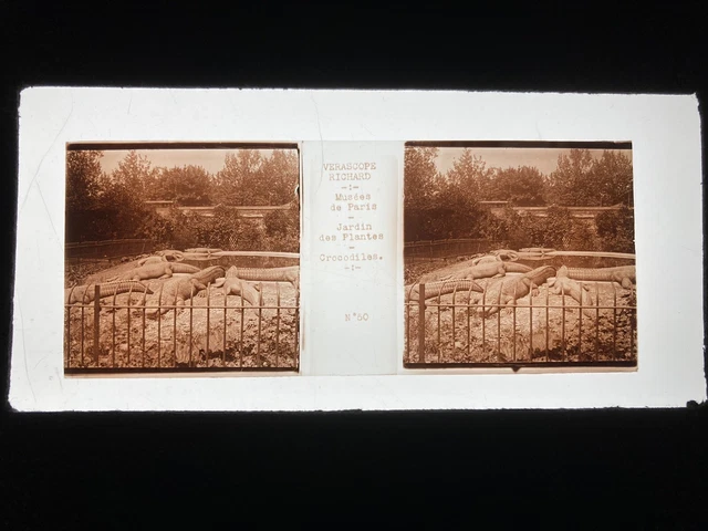 PARIS JARDIN DE PLANTES PLAQUE VERRE 45x107 VUE STEREOSCOPIQUE VERASCOPE RICHARD