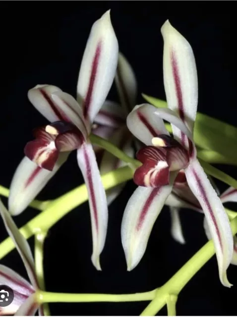 Cymbidium Dayanum, Orchidée, Orchid,