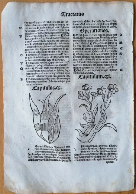 Original Post Inkunabel-Blatt Hortus Sanitatis Farn Ceterach Venedig 1511