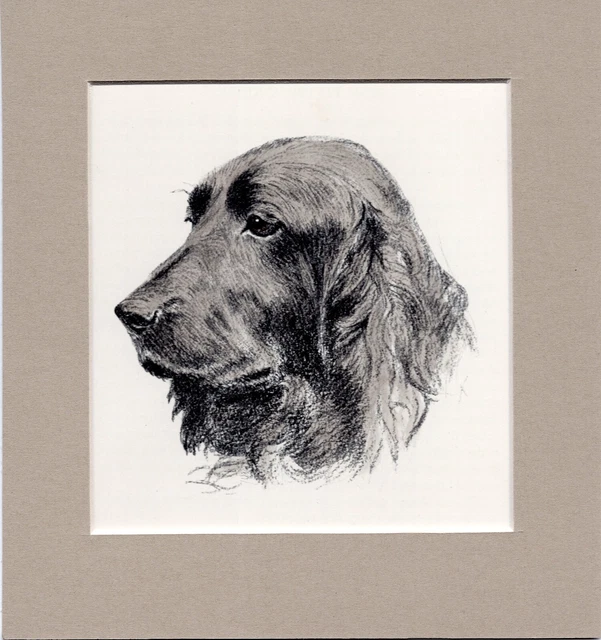~ Field  Spaniel ~  C Francis Wardle Hand Coloured Genuine Vintage 1935