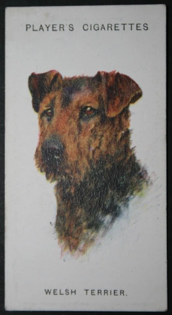 WELSH TERRIER  Vintage 1929 Portrait Card  VC03M