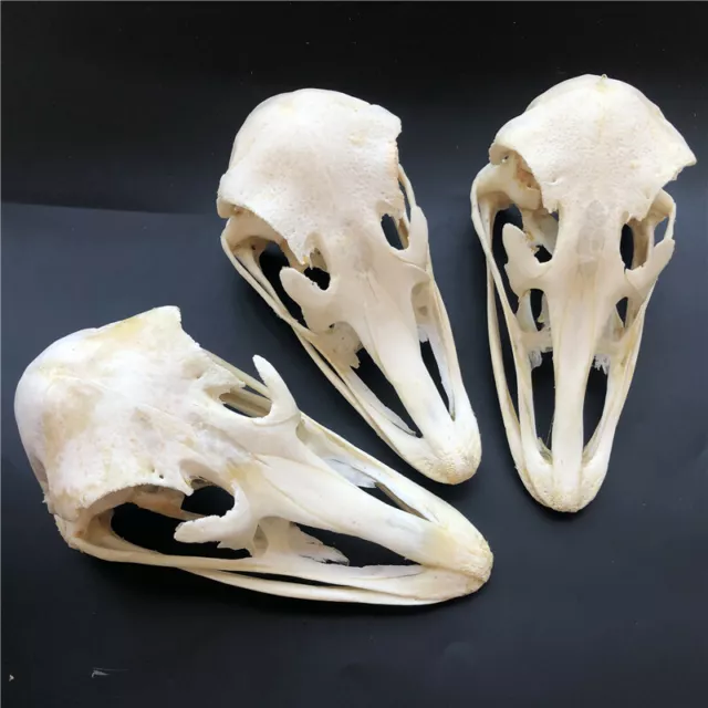 3 pcs Real Ostrich Skull collectable Animal Taxidermy educational specimens