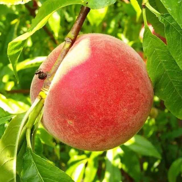 Pfirsichbaum Kernechter vom Vorgebirge historischer Pfirsich Buschbaum 120-150cm