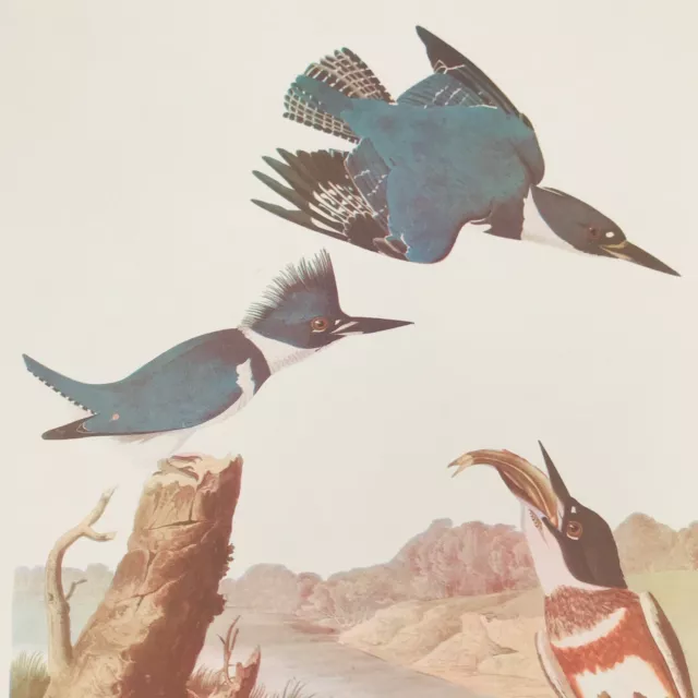 Arthur Singer Belted Kingfisher Megaceryle Alcyon Bird Audubon Color Prints