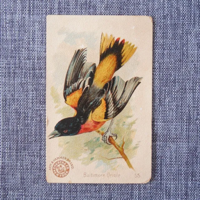 Arm & Hammer Beautiful Birds NEW SERIES #55 BALTIMORE ORIOLE Trading Card 1910s