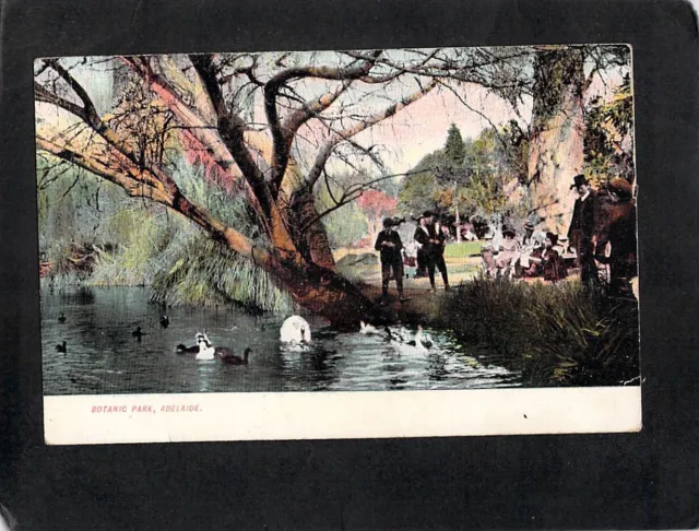 C8357 Australia SA Adelaide Botanic Park vintage postcard