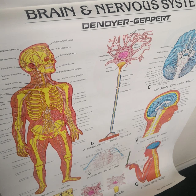 10 LARGE POSTERS Human Body Anatomical Science 36