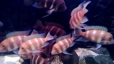 3x Red Frontosa Cichlid(1"-1.25") Live Fish 2Day Fedex Shipping