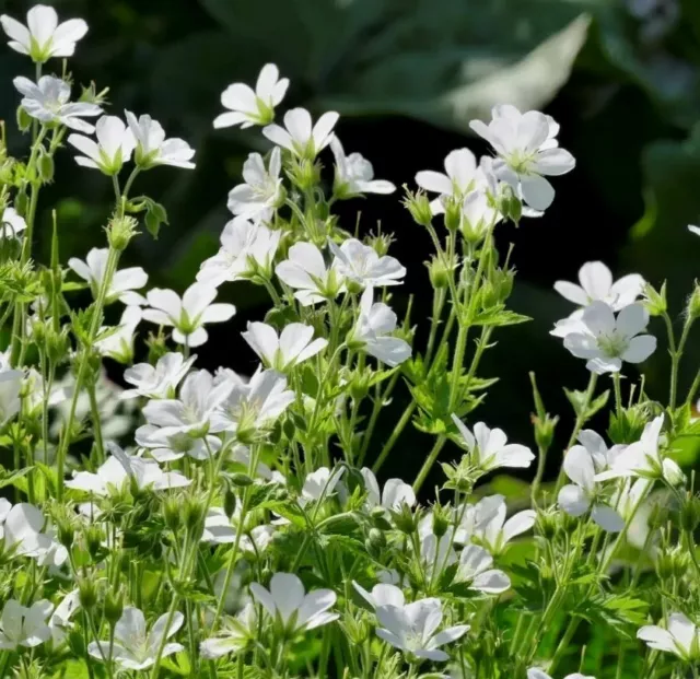 2 ×Hardy Geranium Sylvaticum Alba +1 Free! Easy going Pollinator-friendly  plant