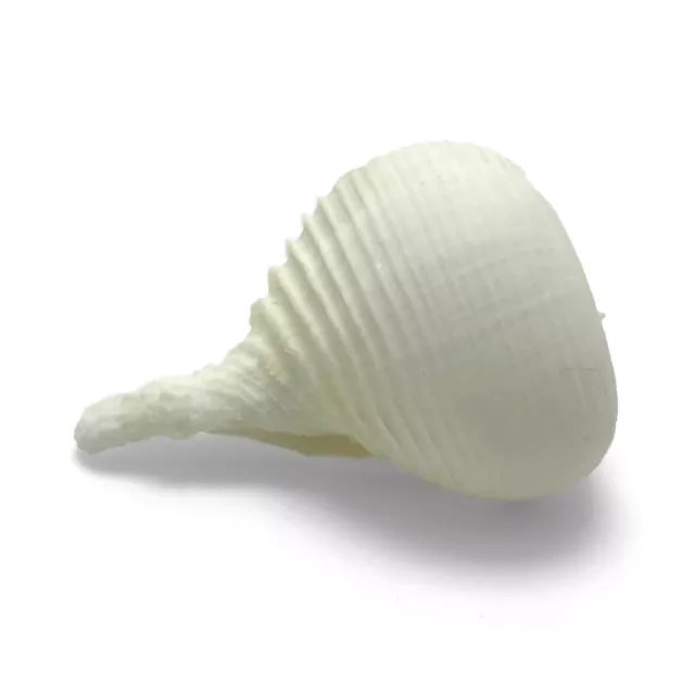 Papel Rapa Sea Shell Rapa Rapa Murex Natural Whute Sea Shell Raro Coleccionable