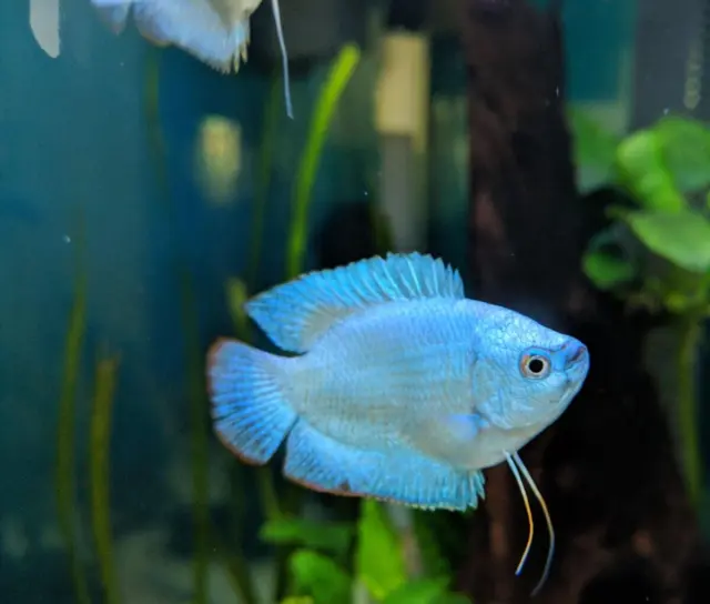 Powder Blue Dwarf Gourami (Trichogaster lalia)- Live Freshwater Fish