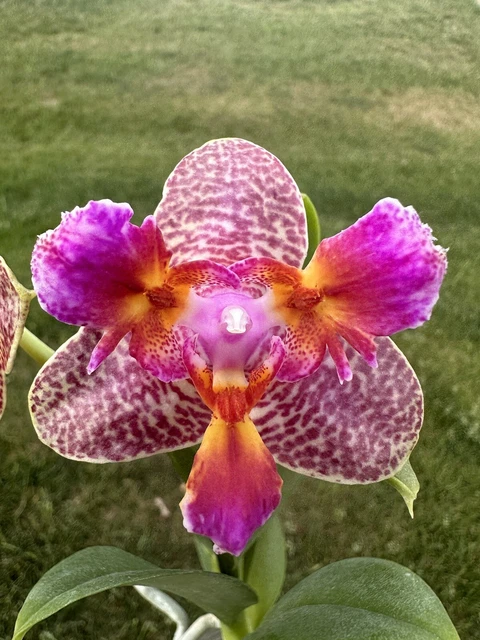 Orchid Phalaenopsis Phal Joy Fairly Tail '670'. Fragrant. Actual Plant. 2 Spikes
