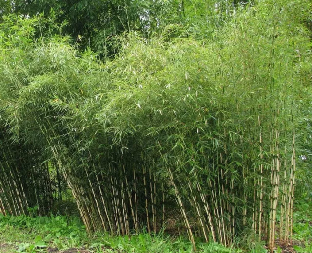 Fargesia yunnanensis (Borinda) Graceful Umbrella Clumping Bamboo •15 Plant SEEDS