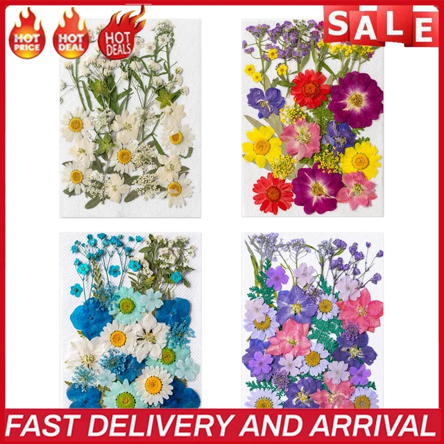 Kit de flores y hojas secas prensadas reales, accesorio de decoración de artesanías para el hogar hecho a mano