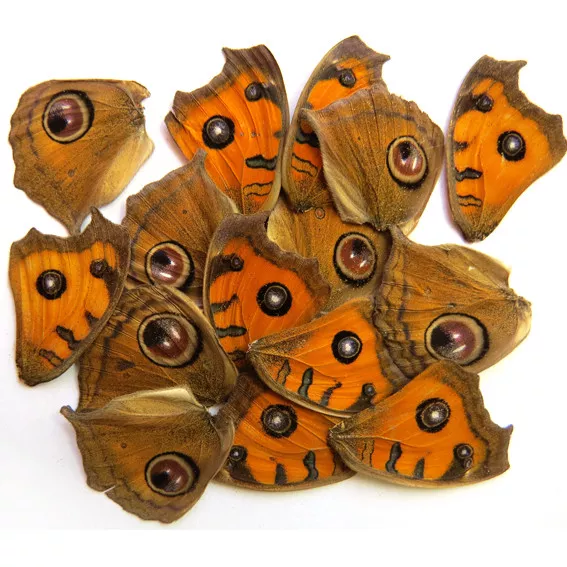 GIFT 20 pcs REAL BUTTERFLY wing material  DIY artwork jewelry  #40