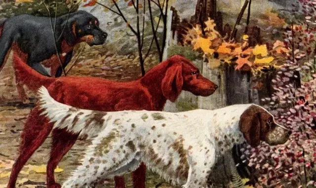 Gordon, Irish & English Setter Original Book Plate Art Nat. Geographic c. 1940's