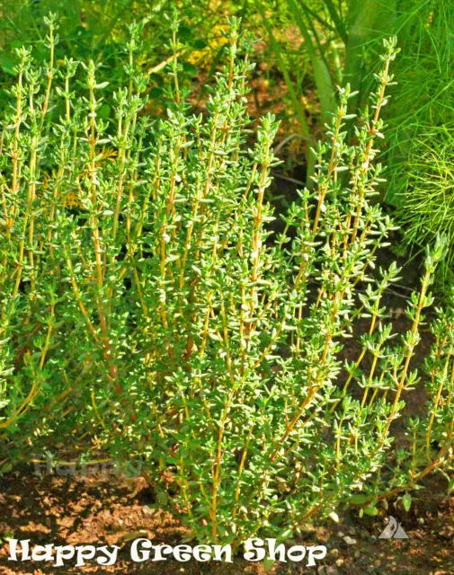Herb - Thyme - English Winter - 1200 Seeds - Thymus v. Perennial Household Herbs