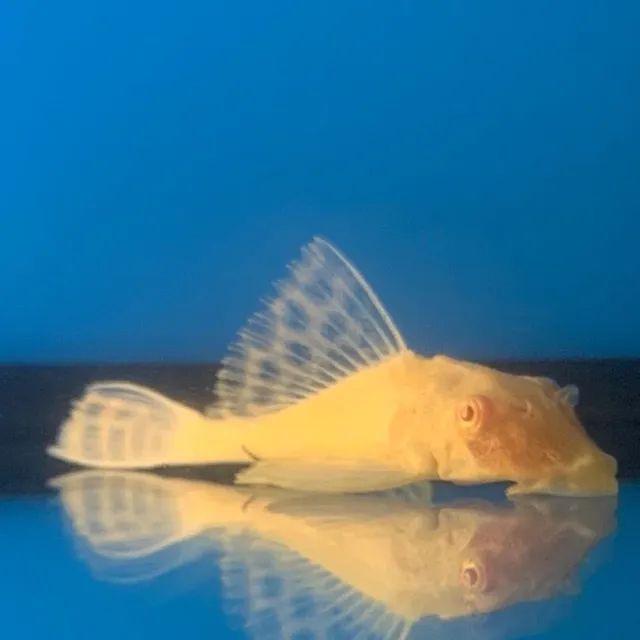 2 pack of Albino gibbiceps pleco 1.5"in length live tropical fish