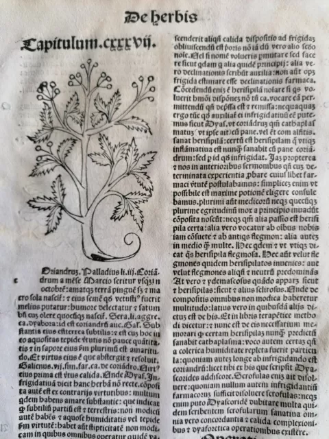 Original Post Inkunabel-Blatt Hortus Sanitatis Coriandrus Venedig 1511