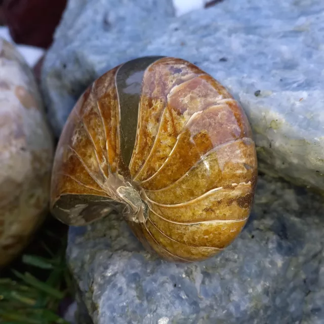 Nautilus Cymatoceras Gigant Poliert Ammonit  Ammoniten Nautilid  11cm  Perlboot 3