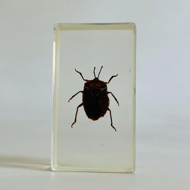 REAL LIFE BUGS And Insects National Geographic Taxidermy Brown Beetle ...