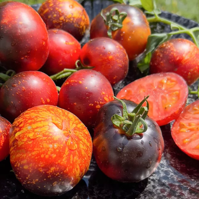 Tomate COSMOS Tomatensamen 10 Samen samenfeste einzigartige ertragreiche Sorte