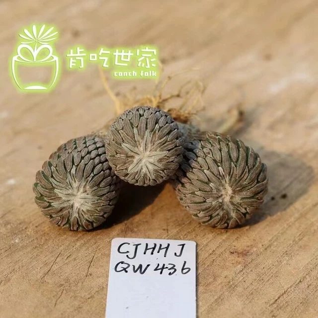 Boutique 3.2~5.6cm 3Heads Succulent Live Plant Pelecyphora aselliformis WYSIWYG