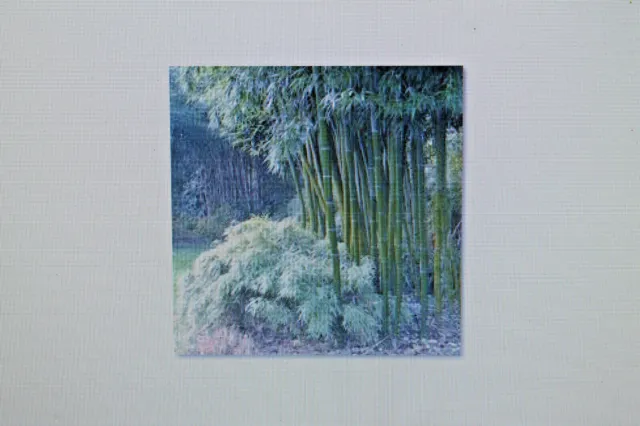 20 Samen Riesen-Stachelbambus,Bambus arundinacea,Bambusa bambos #4