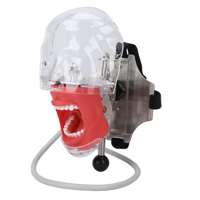 Dental Doll Head Reasonable Structure Dental Teacher Head Mold Wear Resistance