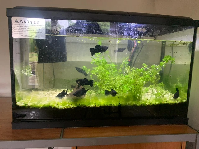 Black Tropical Glass Aquarium Fish Tank Kit Inc Filter LED Lights Heater 38L 2