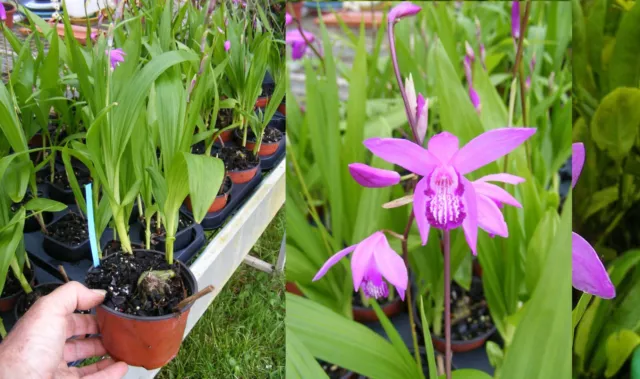 Bletilla striata , Orchidée, Orchid;