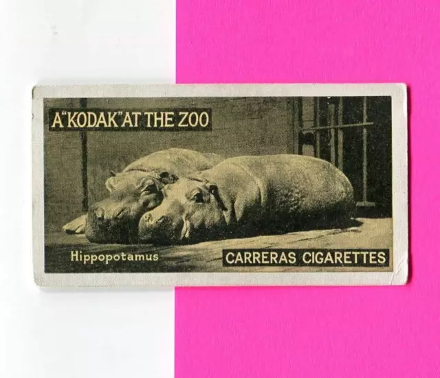 1924 Carreras Ltd. Cigarettes A "Kodak" At The Zoo Tobacco Card #24 Hippopatamus