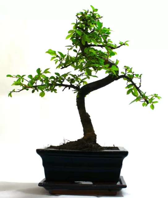 Chinese Elm Bonsai Tree S trunk - supplied with ceramic drip tray .