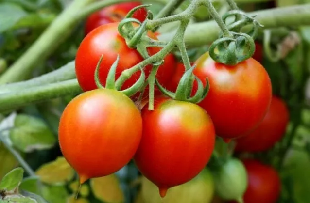 🍅 15 Graines De Tomate Piennolo Del Vesuvio / 15 Tomato Seeds 🍅