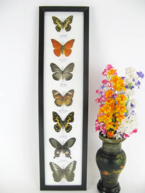 7 beautiful butterfly butterflies in showcase - framed - real - taxidermy XL 19