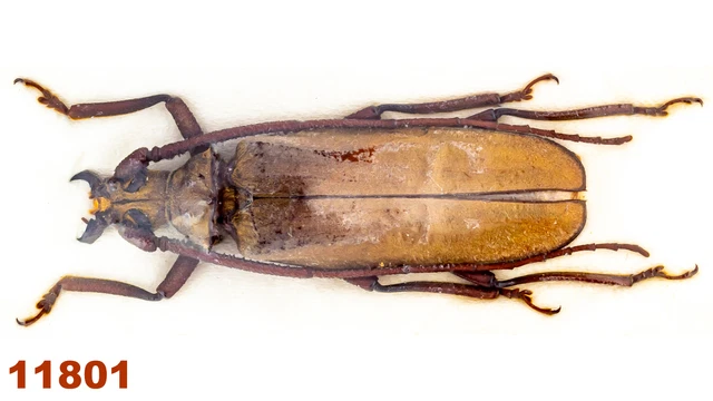 Cerambycidae: Megopis sp.   A1, 46 mm, 1 pc