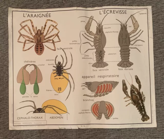 Vintage French School Science Wall Chart