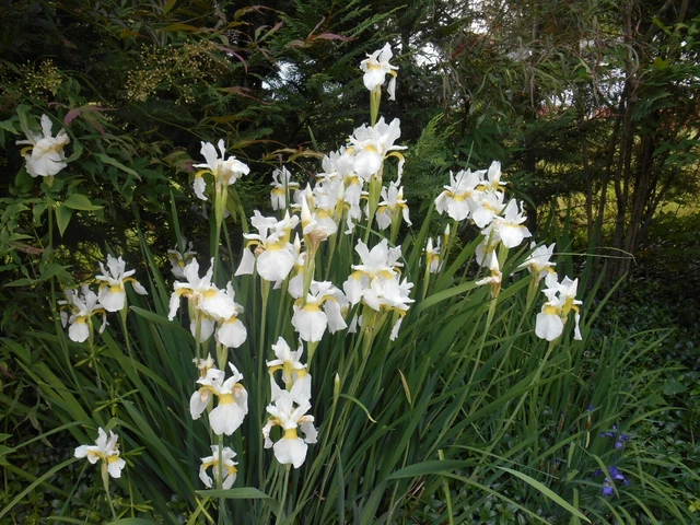 2 Siberian Iris, white and yellow, prolific grower