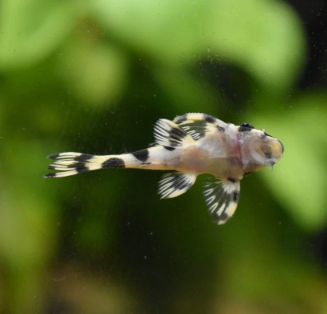 Live Leopard Frog Pleco L134 (1-1.5" Freshwater Aquarium Fish) PLS READ DESCR 3