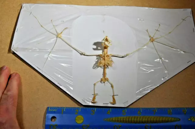 BAT SKELETON Full SKELETON  Animal SKELETON Real SKELETON