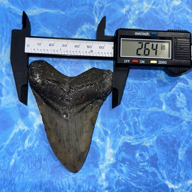 Megalodon Shark Tooth 3.72” Huge Teeth Big Meg Scuba Diver Direct Fossil Nc 8119 7