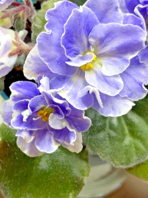 African Violet Tea's Bluberry Butterfly - A set of (2) freshly cut leaves