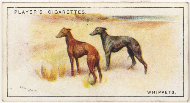 JOHN PLAYER DOGS #49 - 1925 Cigarette Card - Whippets