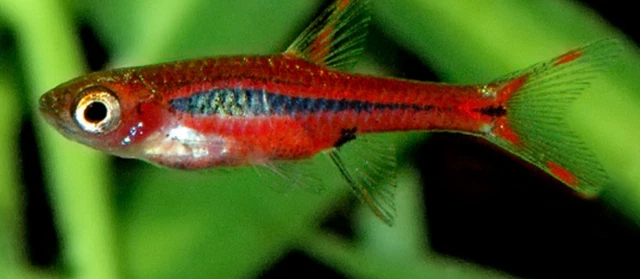Pack of 5 Live Chili Dwarf Rasbora Freshwater Tropical Aquarium Fish Grade A