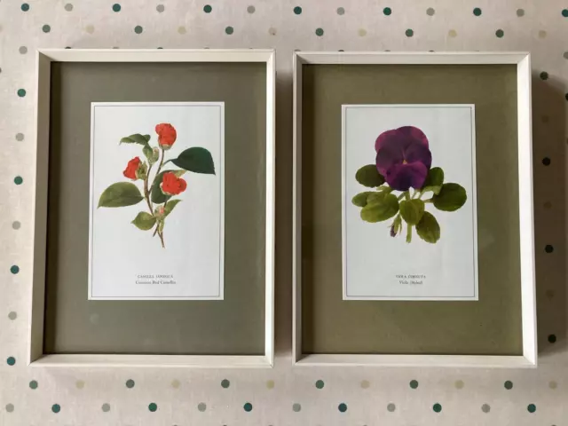 Pair Framed Glazed Floral Botanical Prints Vintage Retro 60s -Camilla  & Viola