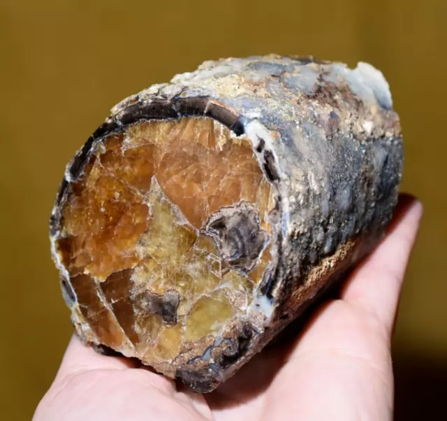 Blue Forest 2 Faces Polished Calcite Agatized Petrified Eocene Wood Limb Wyoming