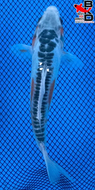 6" SHUSUI Live Koi Fish Garden Pond Fin BKD T8