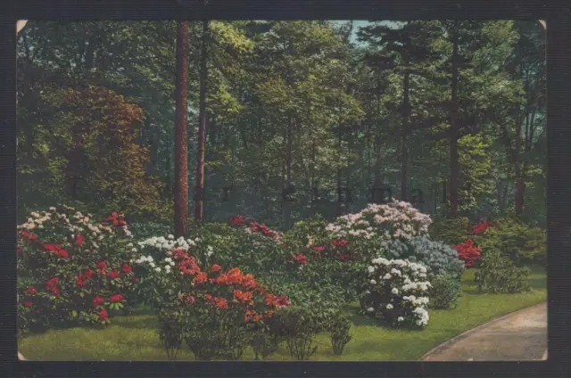 0460V AK Ansichtskarte Dresden Kgl. Großer Garten Rhododendronhain   Sachsen