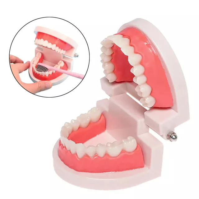 Dental Orthodontic Typodont Plastic Standard Model with 28 Teeth