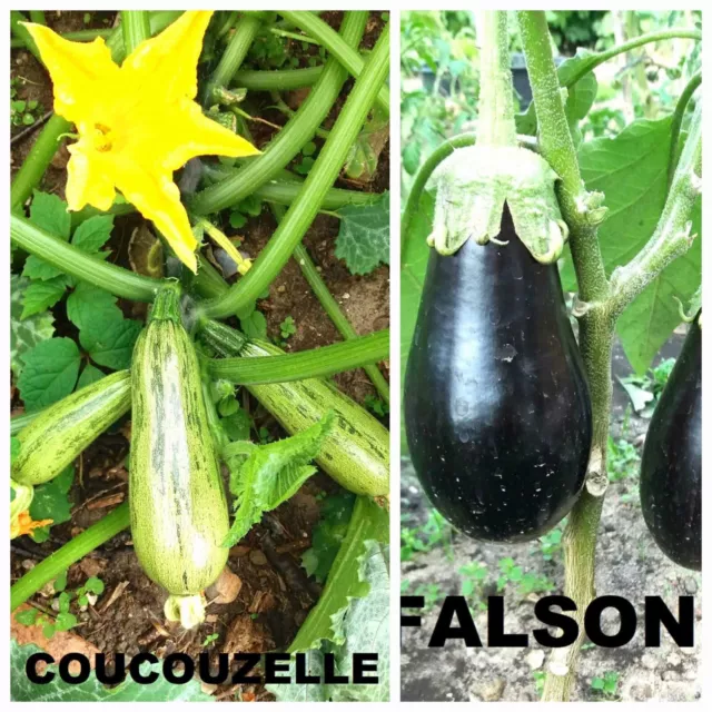 Gemüsesamen Mix Zucchini Auberginensamen 50 Samen für 5 €